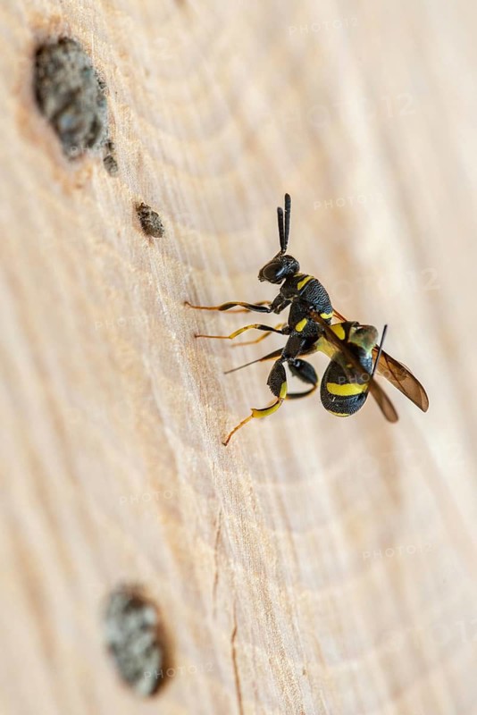 Chalcid wasp, arwasp, wrinkle sparrow, hymenoptera, leucospis dorsigera, high size, portrait format, insects, insect wood