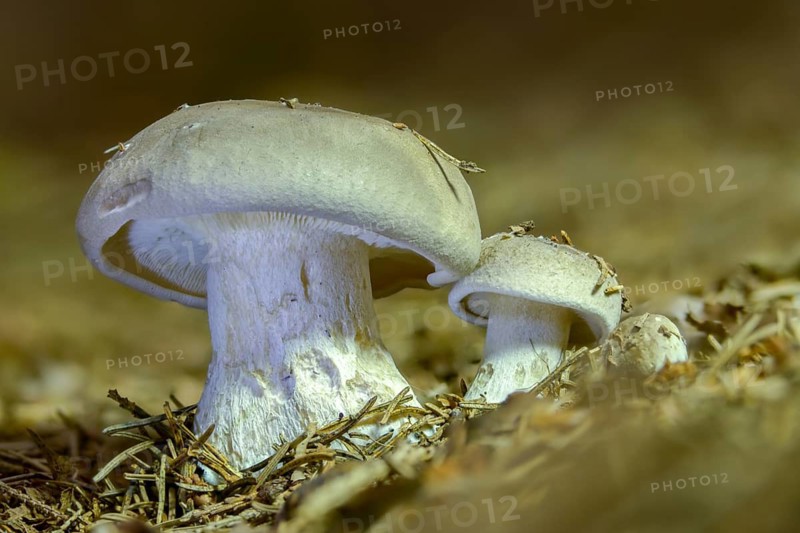 Clitocybe nebularis, clitocybe pileolaris, grey-capped, autumn leaf, lepista nebularis, fog-gray funnel, mist-cap, fog-funnel, cloud funnel, clouded agaric, fungi, fungus, mushrooms