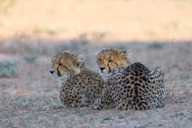Cheetahs (Acinonyx jubatus), two cubs, lying in the dry grassland, looking around, alert, golden evening light, Kgalagadi Transfrontier Park, Northern Cape, South Africa