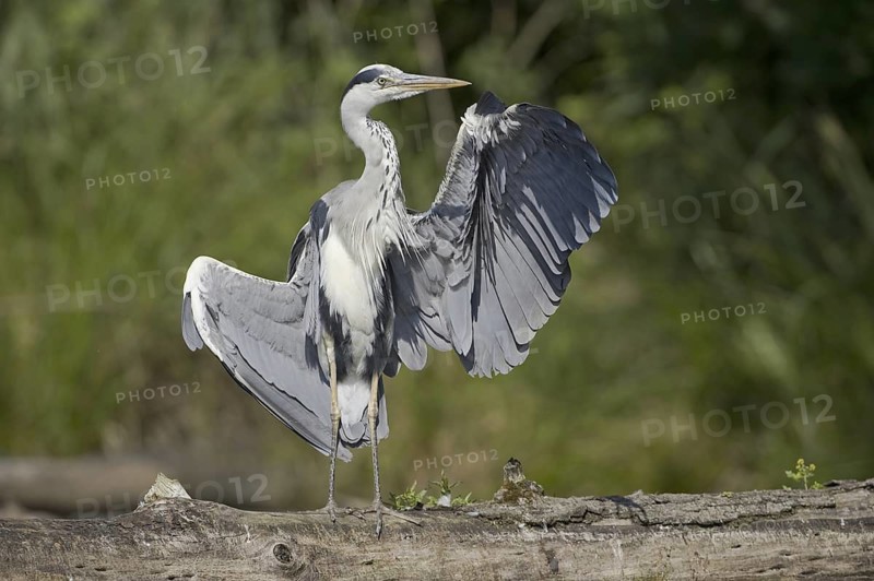 Grey Heron (Ardea cinerea), Saxony, Germany
