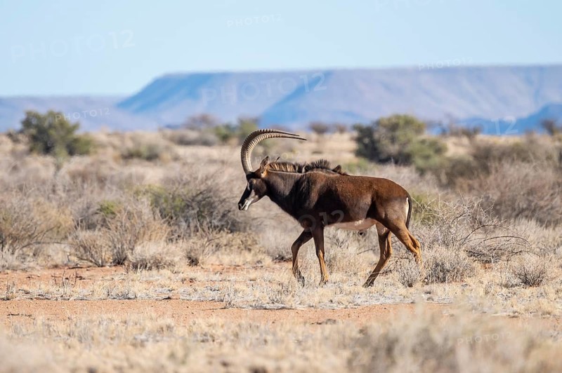 Roan antelope (Hippotragus equinus) in the grasslands, South Africa