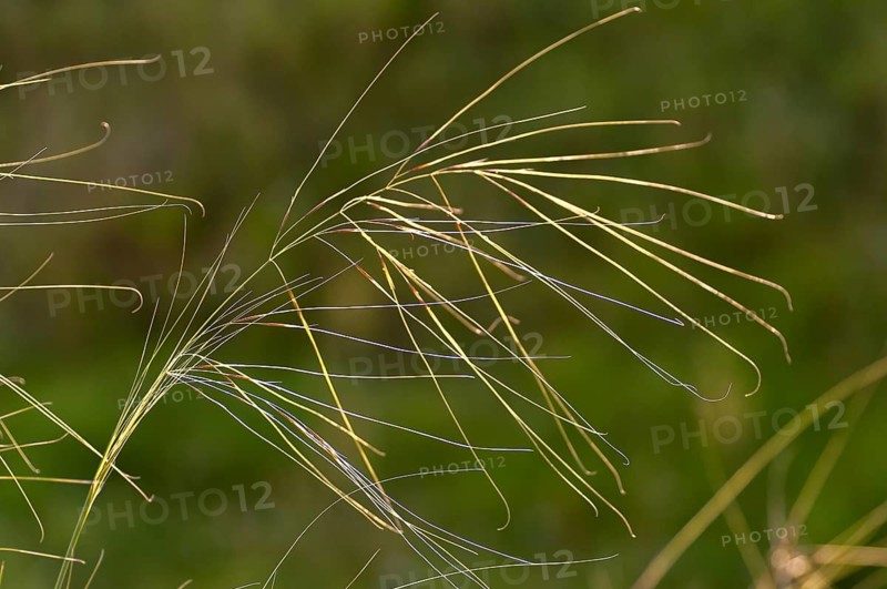 Dwarf feathergrass, hairgrass, hairy feathergrass, pingrass, poaceae, stipa capillata, sweet grasses, flora, plants, plants, steppe lawns