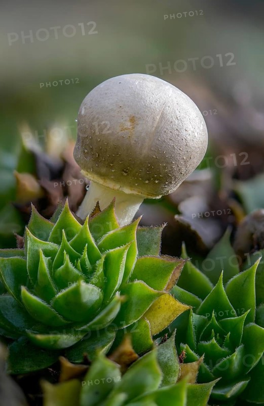 Mushroom umbrella, common egaricus umbrella, leucoagaricus leucothites, pink leafy egaricus umbrella, pink leafy gerling umbrella, fungi, fungus, high size, portrait format, mushrooms, white agaricus mushroom, white dapperling