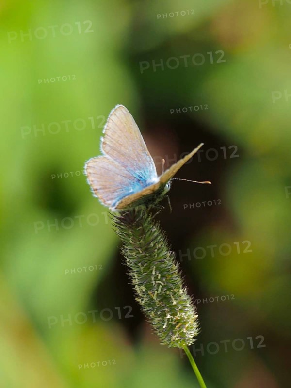 A blue butterfly, the common blue (Polyommatus icarus), is resting on a long plant stem in the countryside, Goms, Canton of Valais, Switzerland