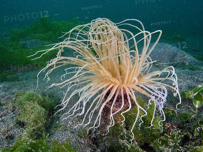 An elegant, delicate cylinder anemone (Cerianthus filiformis) with outstretched tentacles on sandy seabed, Secret Bay dive site, Gilimanuk, Bali, Indonesia