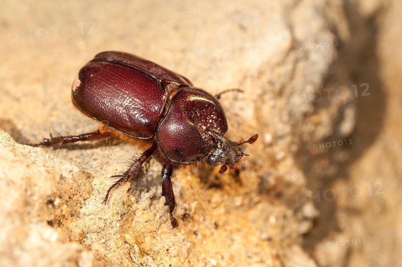 Rhinoceros beetle spec., phyllognathus excavatus, rhinocero beetle, beetle, coleoptera, insects, beetles, males, males