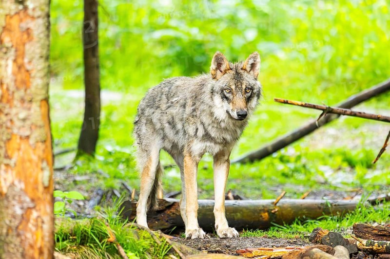 Eurasian wolf (Canis lupus lupus) in a forest, Austria