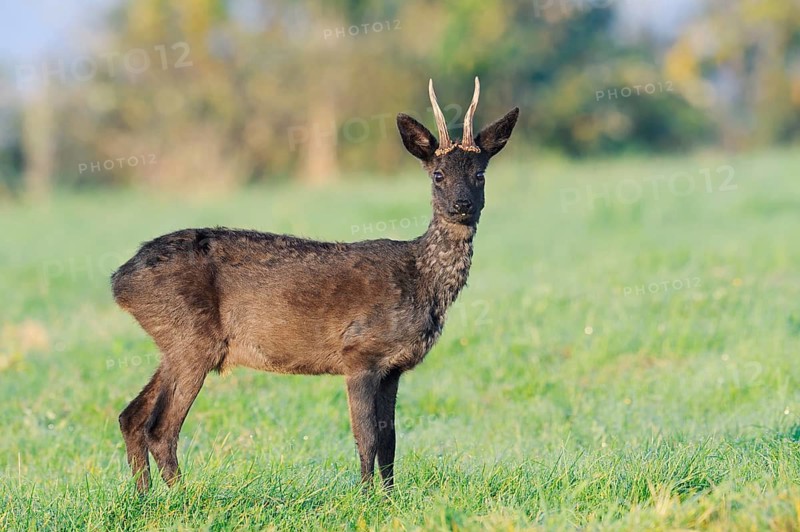 European roe deer (Capreolus capreolus), black roe deer, roebuck standing in a meadow, Lower Saxony, Germany