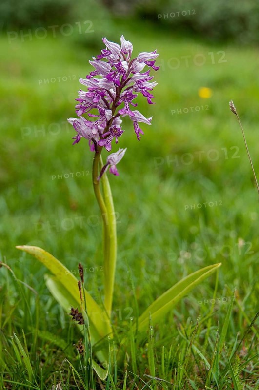 Helmet herb, orchids, orchids, orchids, orchids, Orchis militaris, Sweden, flora, high size, portrait, military orchid, plants, Sweden, Öland