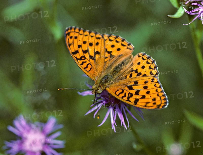 Argynnis adippe, Fabriciana adippe, fiery mother-of-pearl butterfly, high brown fritillary, mother-of-pearl butterfly, butterfly, insects, leo, butterfly, butterflies