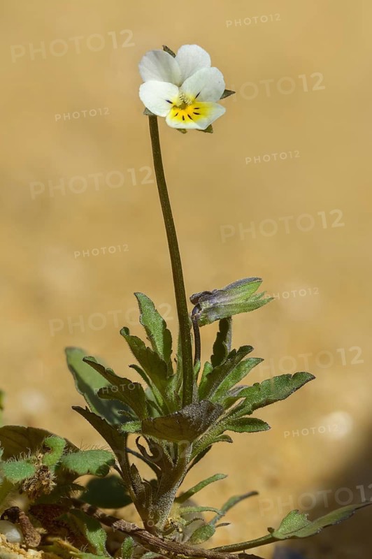Field pansies, pansies, viola arvensis, field pansy, flora, high size, vertical format, plants, plants
