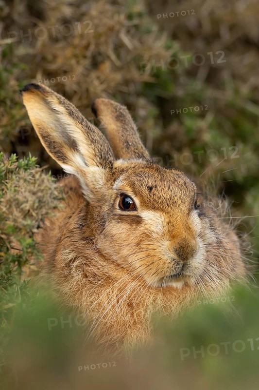 European brown hare (Lepus europaeus) adult animal amongst gorse bushes, England, United Kingdom