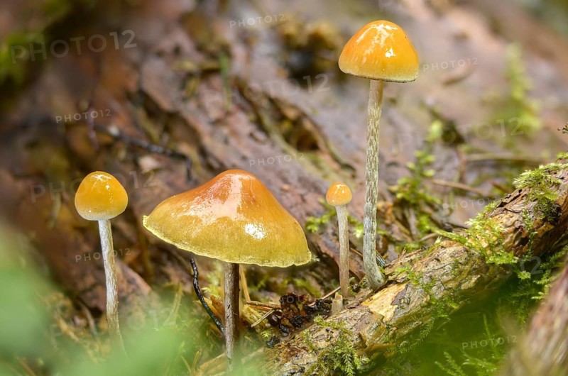 Agaricus marginatus, hermit sulfur head, sociable sulfur head, hypholoma marginatum, naematoloma dispersum, snakeskin sulfur head, psilocybe ochraeceps, sulfur head, snakeskin brownie, fungi, fungi, mushrooms