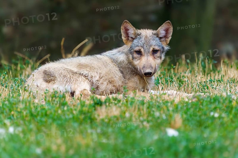 Timberwolf, wolf, American wolf (Canis lupus lycaon), Germany. A curious wolf looks straight into the camera in a woodland setting