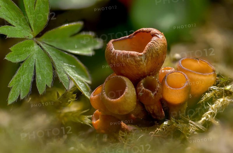 Anemone cup, dumontinia tuberosa, common anemone cup, sclerotinia tuberosa, sclerotia cup, fungi, mushrooms, y12