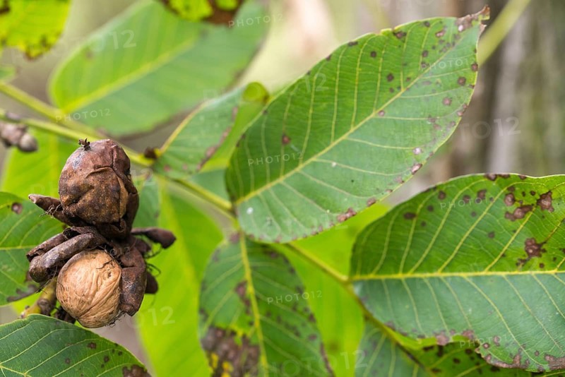 Real walnut, English walnut, Juglandaceae, Juglans regia, Madeira walnut, Persian walnut, walnut tree, walnut tree, trees, common walnut, flora, plants, plants, tree