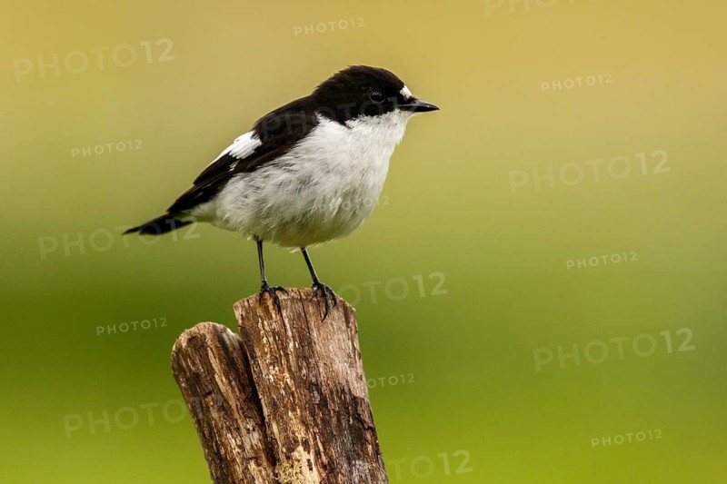 European Pied Flycatcher (Ficedula hypoleuca), male perched on a trunk, Castile and Leon, Spain