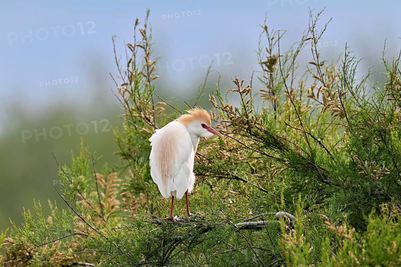 Cattle egret (Bubulcus ibis), with a red beak, in breeding plumage, perched on a branch, Camargue, southern France, France