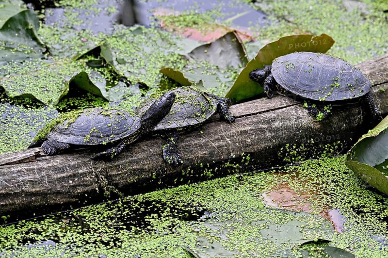 A group of European pond turtles (Emys orbicularis) sitting on a tree trunk in a pond, Switzerland