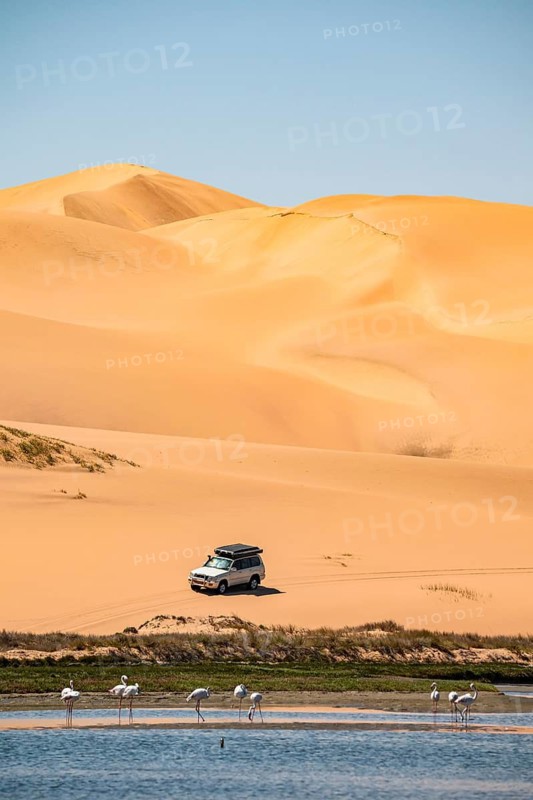 Off-road vehicle in sand dunes and lagoon with pink flamingos (Phoenicopterus roseus), Sandwich Harbour, Impressive desert landscape, Namib Naukluft Park, Namib Desert, Namibia