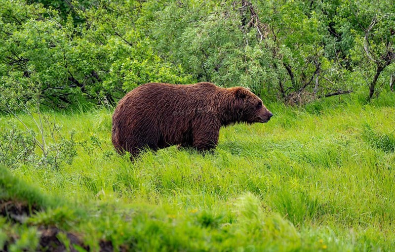 Brown bear (Ursus arctos) in the grass in spring, Alaska, USA