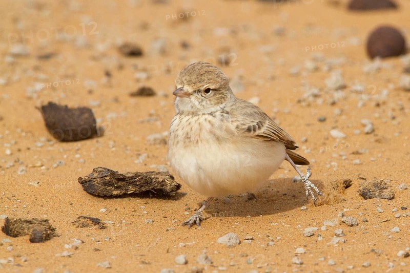 Bar-tailed Lark (Ammomanes cinctura), Morocco