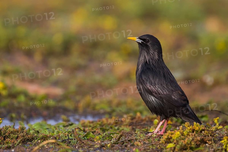 Spotless Starling - Einfarbstar - Sturnus unicolor, Morocco, adult