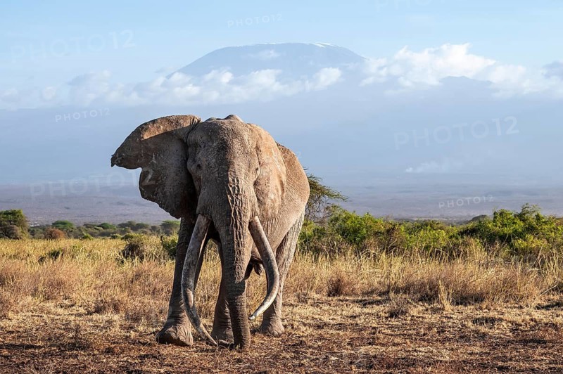 African elephant (Loxodonta africana) in picturesque landscape with the summit of Mount Kilimanjaro, the famous Super Tusker elephant Craig, old male with long tusks, in atmospheric evening light, Kajiado County, Kenya