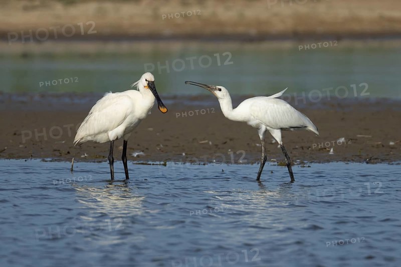 Eurasian spoonbill (Platalea leucorodia) adult bird in a shallow lagoon with a juvenile bird begging for food, England, United Kingdom