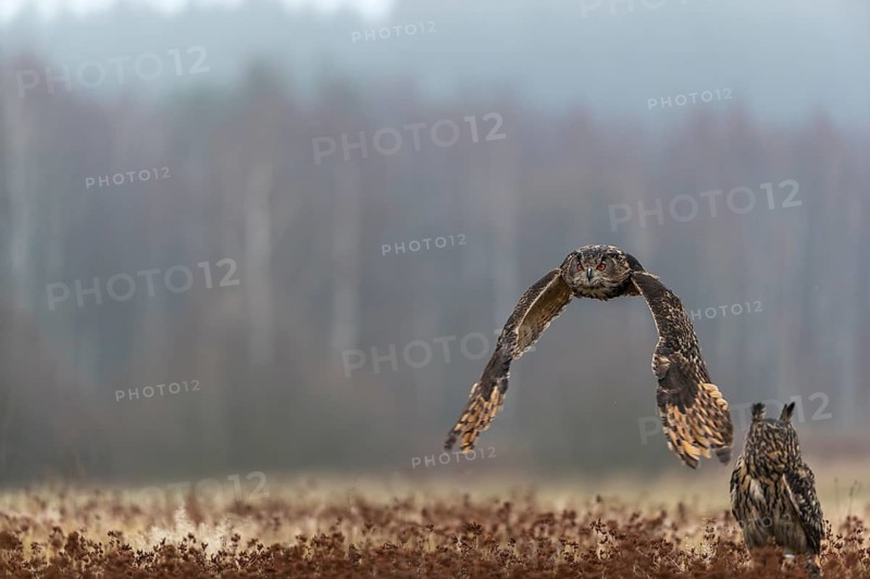One female Eurasian Eagle Owl, Bubo bubo, sitting on a meadow and a male Eagle Owl flying over it. Slight fog around. A forest in the background