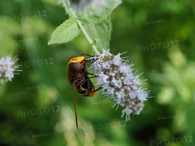 A hornet hoverfly (Volucella zonaria) perched on a flowering plant in the sunshine, Hüttchopf, Tösstal, Canton of Zurich, Switzerland