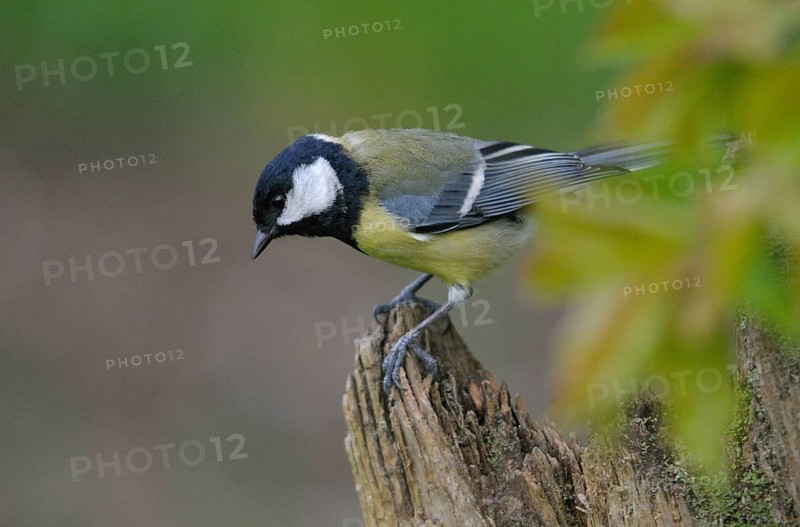 Great tit, great tit, parus major, birds, tits, passeri, songbirds, songbirds, tits, birds