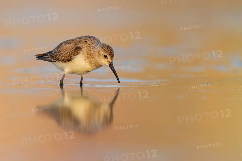 Animal, Animals, Bird, Birds, dunlin (Calidris alpina), Snipe bird, East Khawr / Khawr Ad Dahariz, Heligoland, Schleswig-Holstein, Federal Republic of Germany