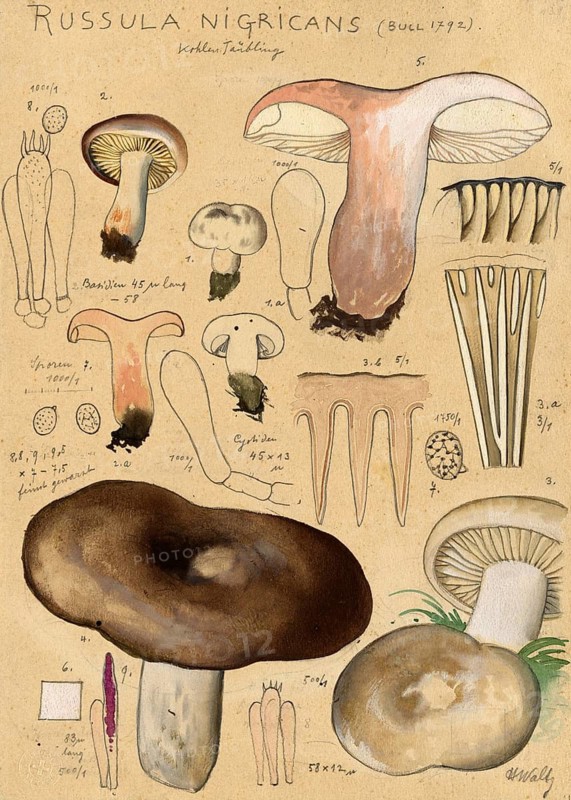 Mushroom, fungi, Blackening Brittlegill, Russula nigricans, authentic reproduction of an illustration by Hans Walty (1868-1948) from about 1915, historical
