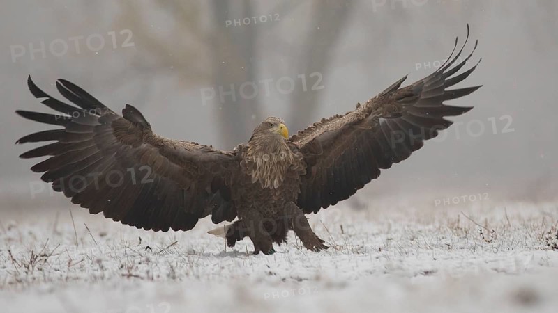 White-tailed Eagle (Haliaeetus albicilla) landing, Subotica, Hungary