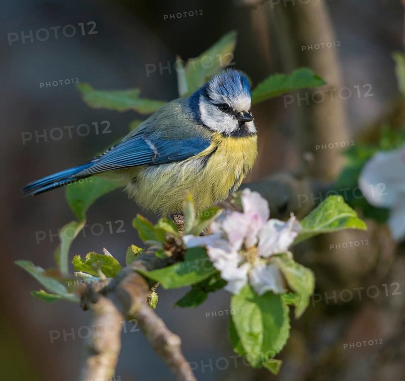 Blue tit, parus caeruleus, birds, tits, passeri, songbirds, songbirds, tits, birds
