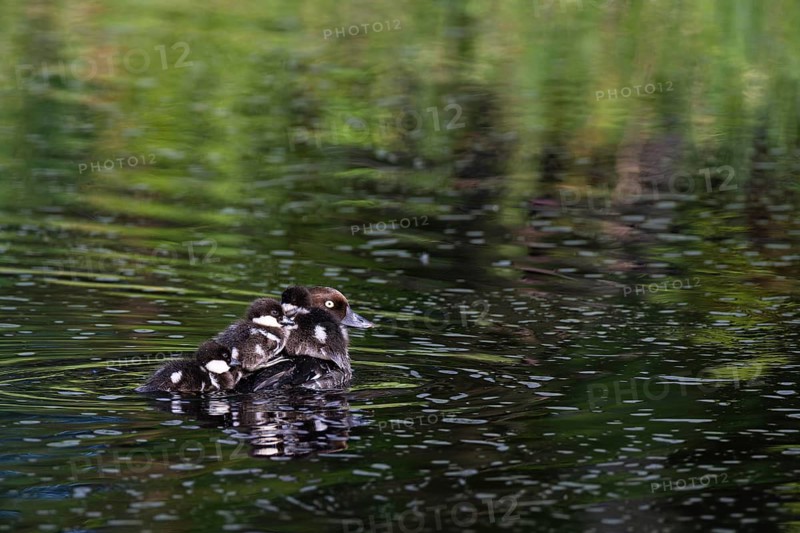 Common goldeneye (Bucephala clangula), female with three chicks swimming on a river, Sanginjoki Nature Reserve, Northern Ostrobothnia, Finland