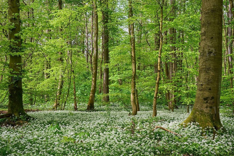 Forest landscape with numerous white flowers, surrounded by a green canopy of leaves, wild garlic (Allium ursinum), spring, Bullau, Erlensee, Hanau, Hesse, Germany