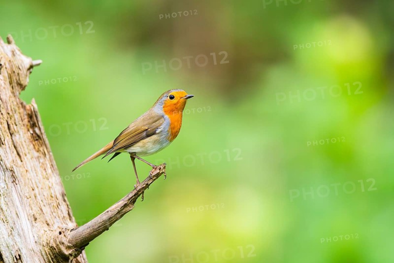 European robin (Erithacus rubecula) sitting on an old wooden branch, Bavaria, Germany