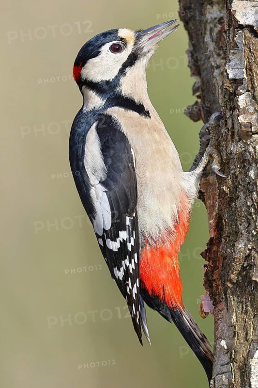 Great spotted woodpecker (Dendrocopus major), male, foraging on the trunk of a common birch (Betula pendula), wildlife, woodpeckers, nature photography, autumn, Wilnsdorf, North Rhine-Westphalia, Germany