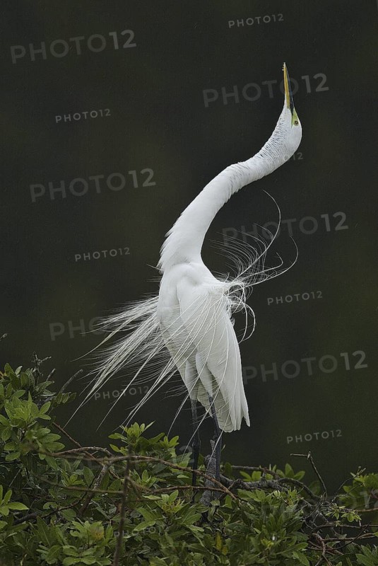 Great Egret (Ardea alba), Florida, USA
