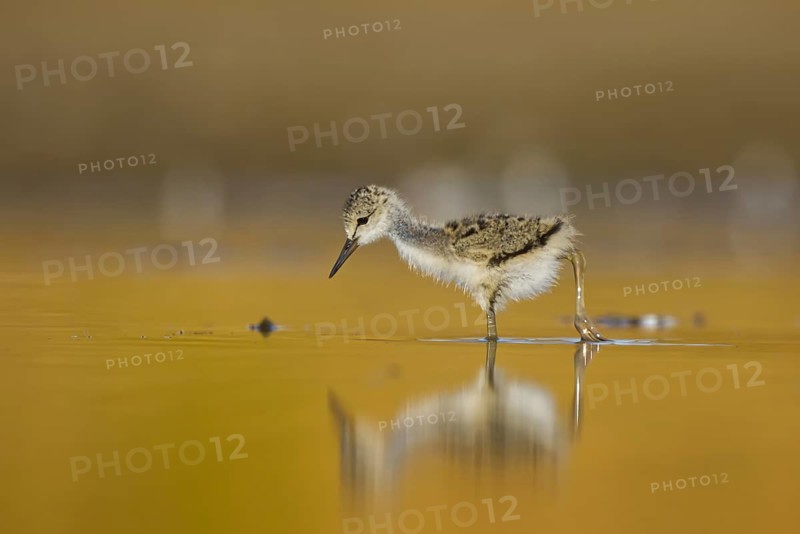 Black-winged Stilt (Himantopus himantopus) chick foraging, North Rhine-Westphalia, Germany