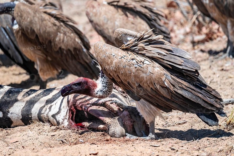 White-backed vulture (Gyps africanus) with bloody head sitting on the head of a dead plains zebra (Equus quagga), vultures feeding on the carcass, Etosha National Park, Namibia
