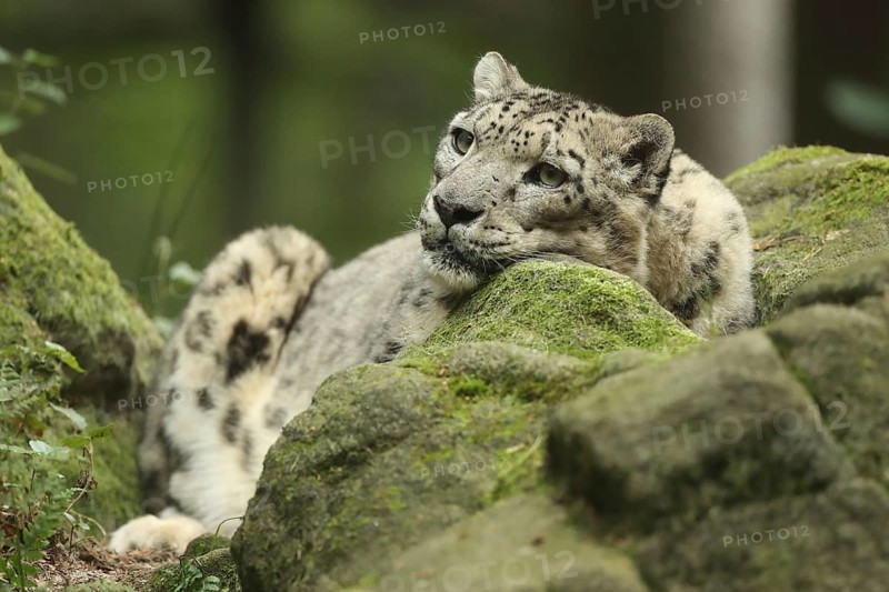 A relaxed snow leopard lies on moss-covered rocks, gazing thoughtfully, snow leopard (Uncia uncia) lying on rocks, in captivity, Baden-Württemberg, Germany