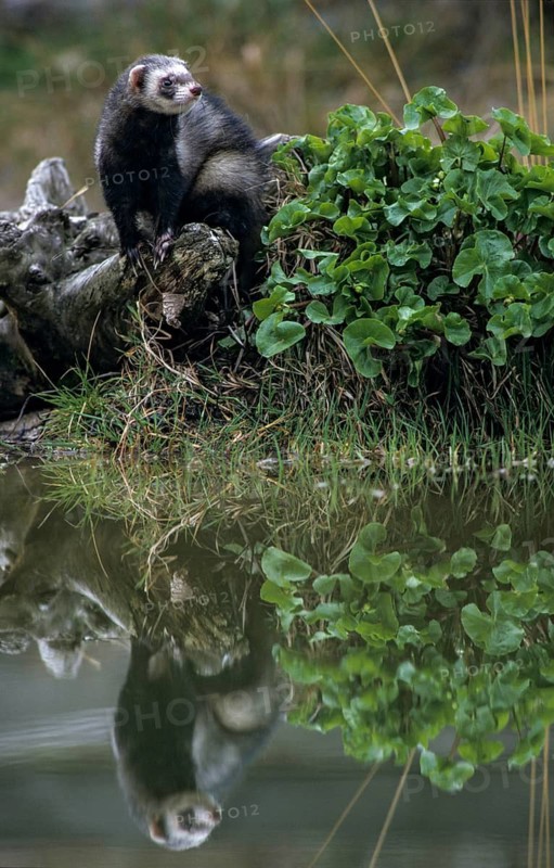 Carnivora, polecat, mustela putorius, polecat, predators, high size, portrait format, mammals, mirror, raptors, mirror image, mammals