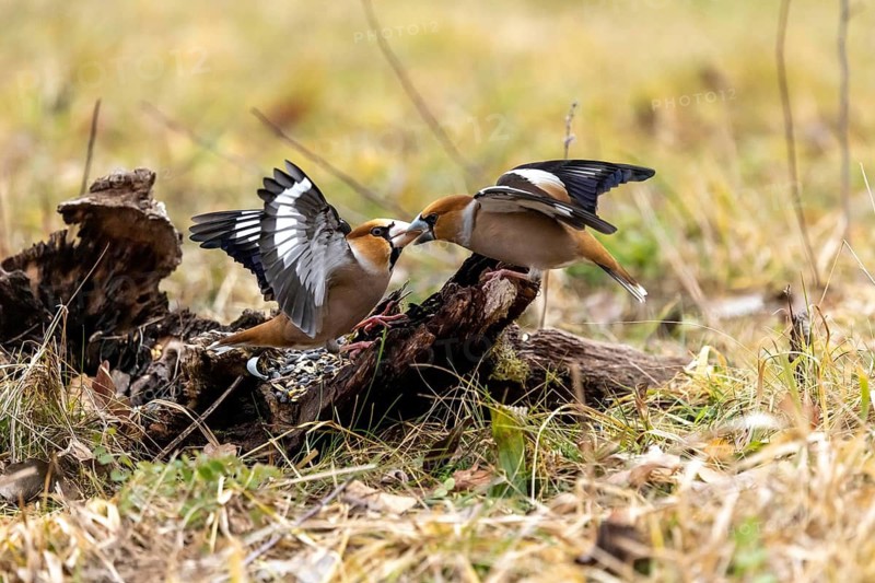 Two bullfinches stand on the ground with their wings outstretched, engaged in a dispute, a hawfinch (Coccothraustes coccothraustes) perches on dead wood, wildlife, animals, birds, Baden-Württemberg, Germany
