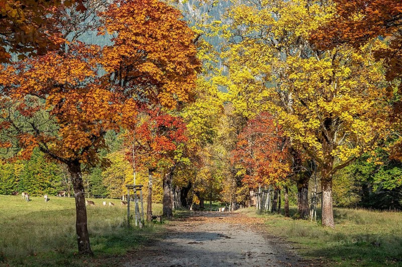 Autumn atmosphere, avenue with autumn-colored sycamore trees, Stillach Valley, near Heini-Klopfer Skiflugschanze, Oberstdorf, Oberallgäu, Allgäu, Bavaria, Germany