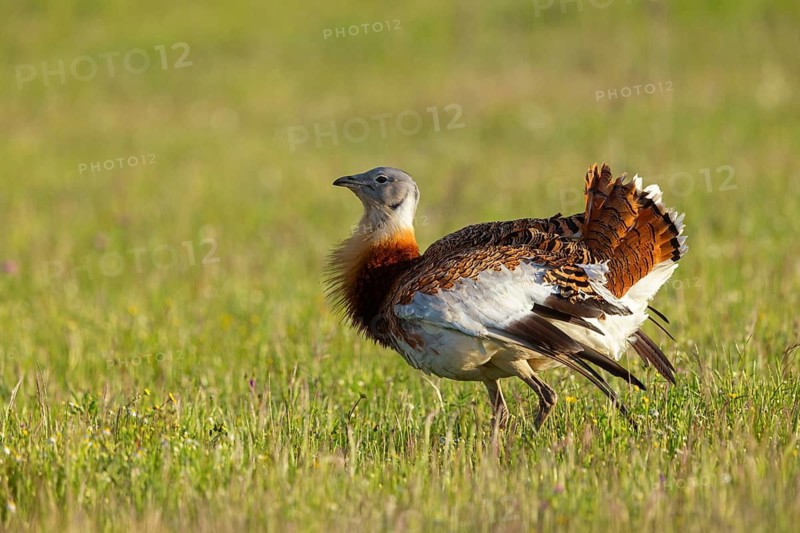 Great bustard (Otis tarda), Outarde barbue, Avutarda Común, Spain, Toledo, Hides De Calera / Great Bustard, Calera Y Chozas, Castilla La Mancha / Toledo, Spain