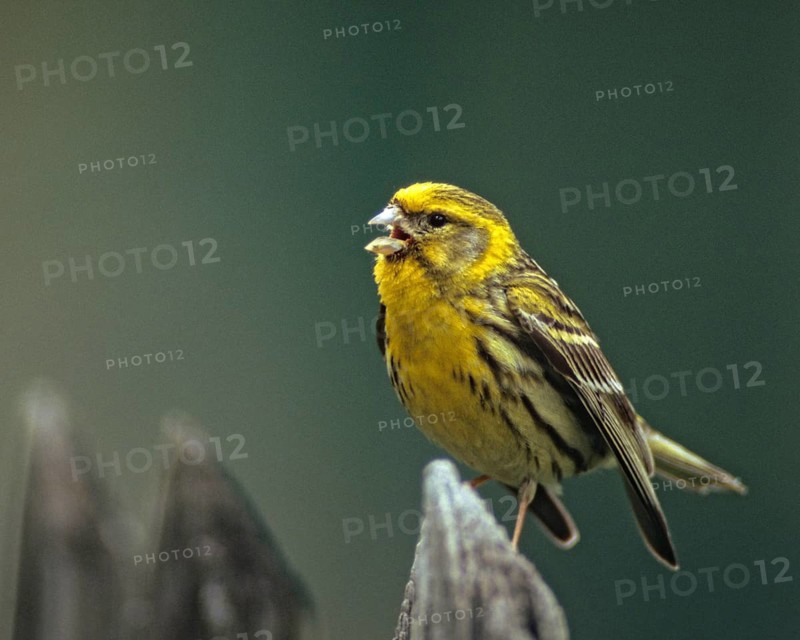 European Serin, serine, serinus serinus, birds, garden, garden fence, song, male, passeri, singing, songbirds, songbirds, birds