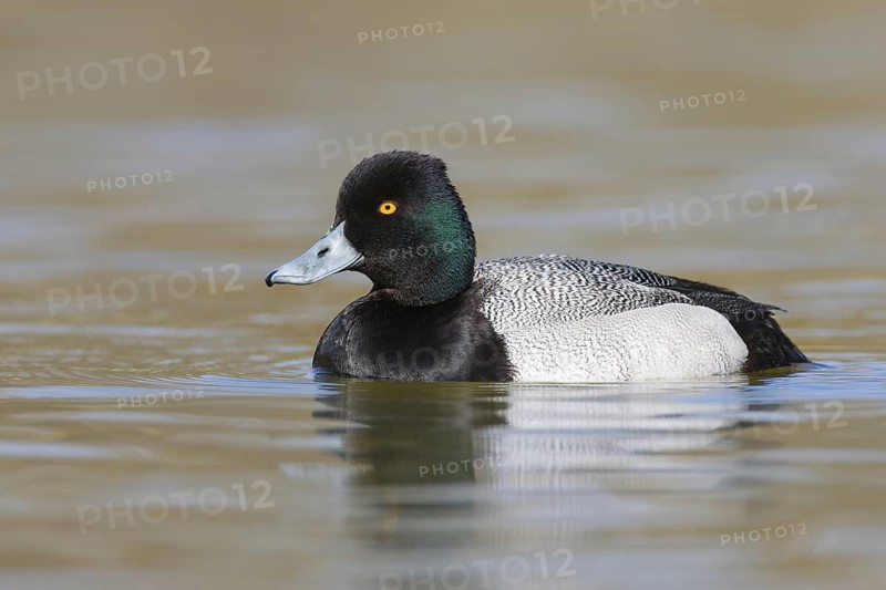 Lesser Scaup (Aythya affinis) male, British Columbia, Canada